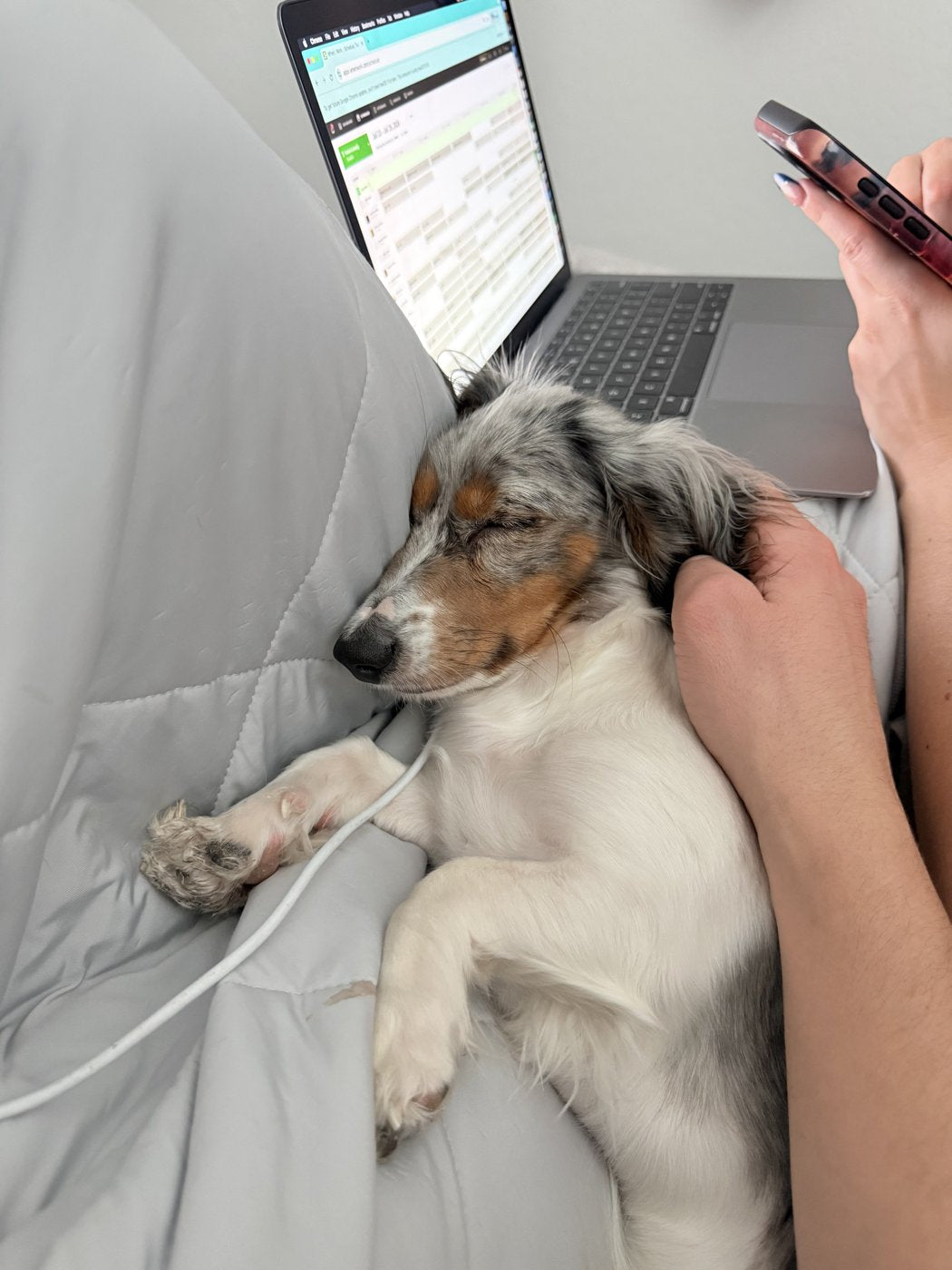 Our dapple miniature dachshund napping