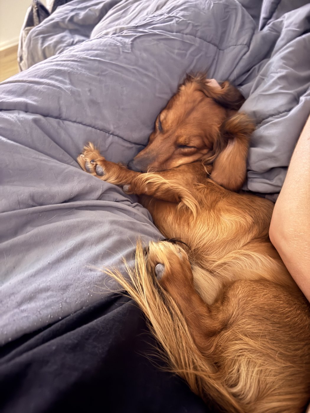 Our red miniature dachshund asleep