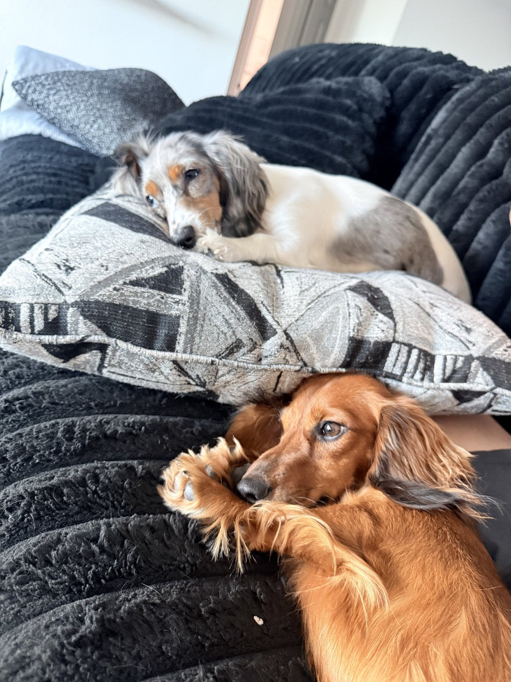 Our two miniature dachshunds on the couch